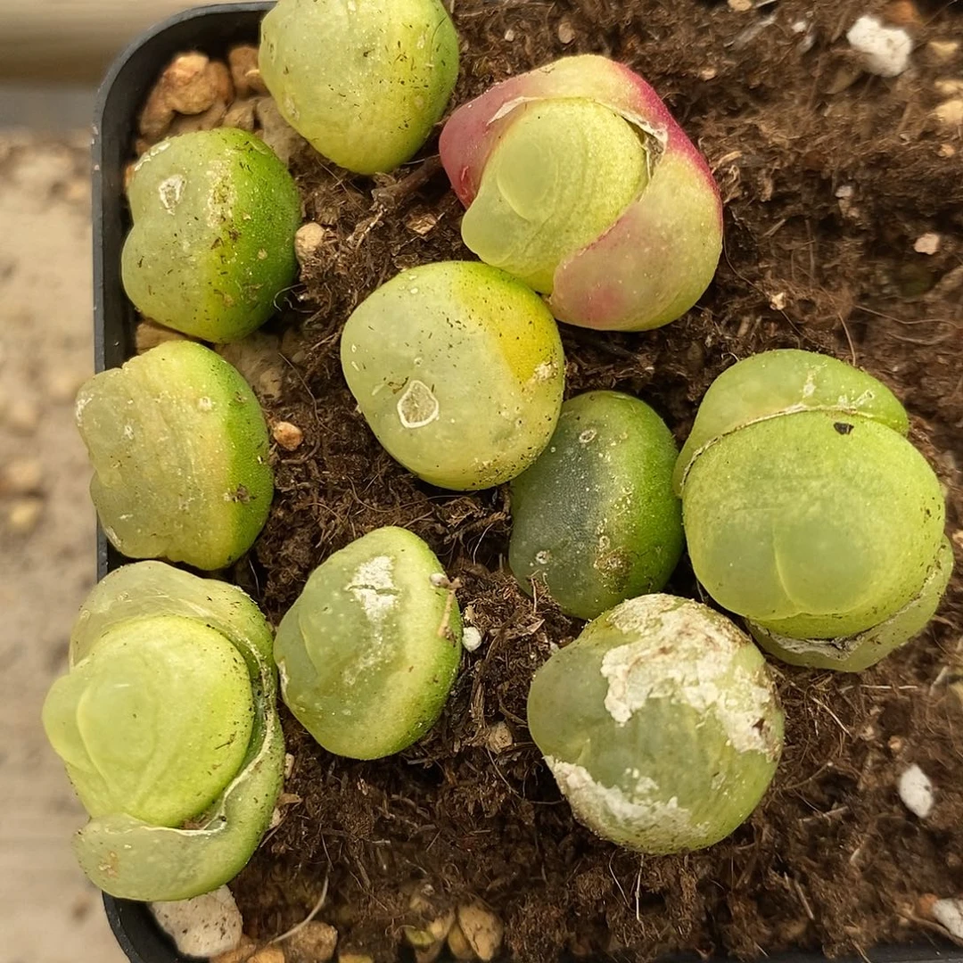 469一组拉登有瑕疵。