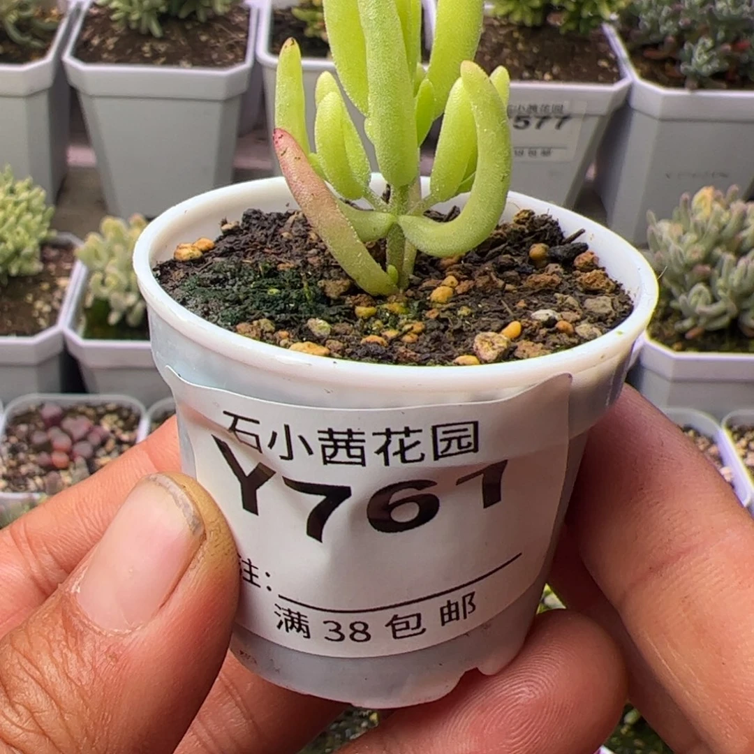 开播福利-多肉植物枝干香蕉黄锦
