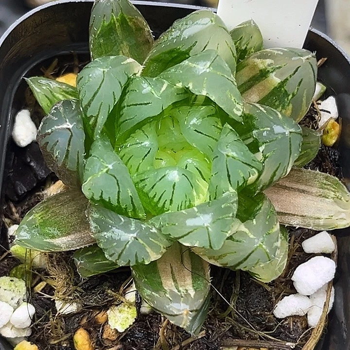 163龙鳞玉露锦头家多肉十二卷