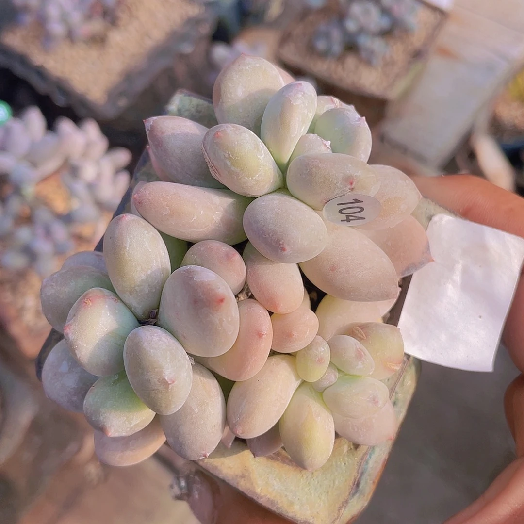 萤火虫 多肉植物群生