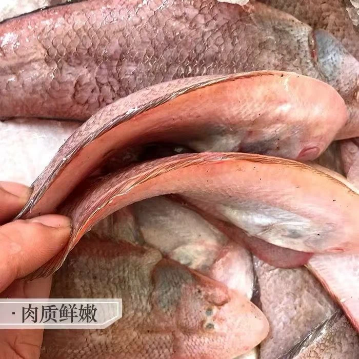 【百家合】龙舌