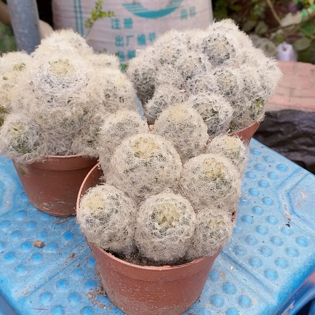 3个1111111111111111个