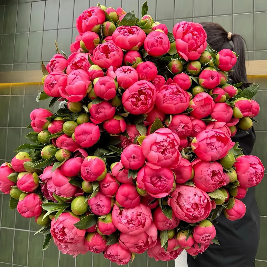 A+级山东头茬新人体验芍药鲜切花（预售）