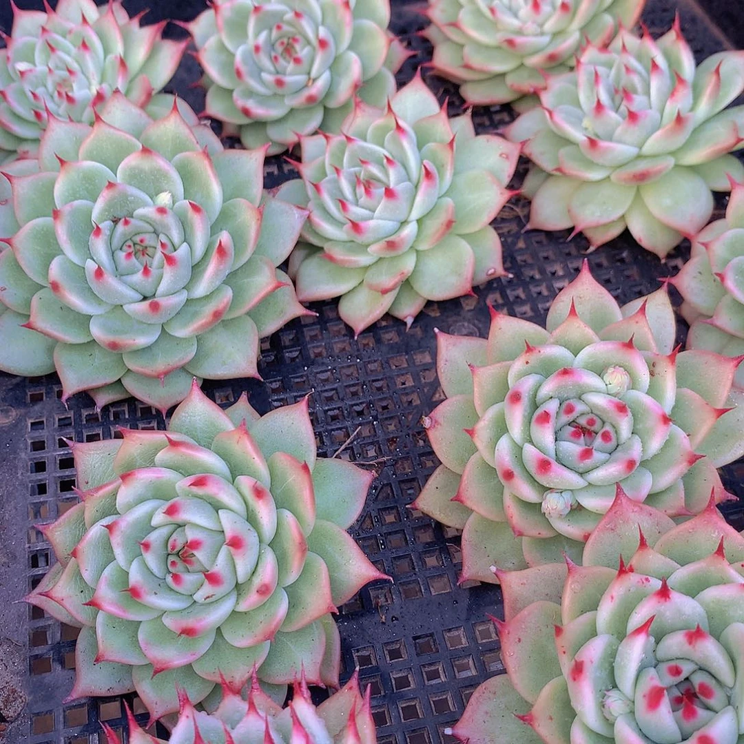 托斯卡内利3567890000