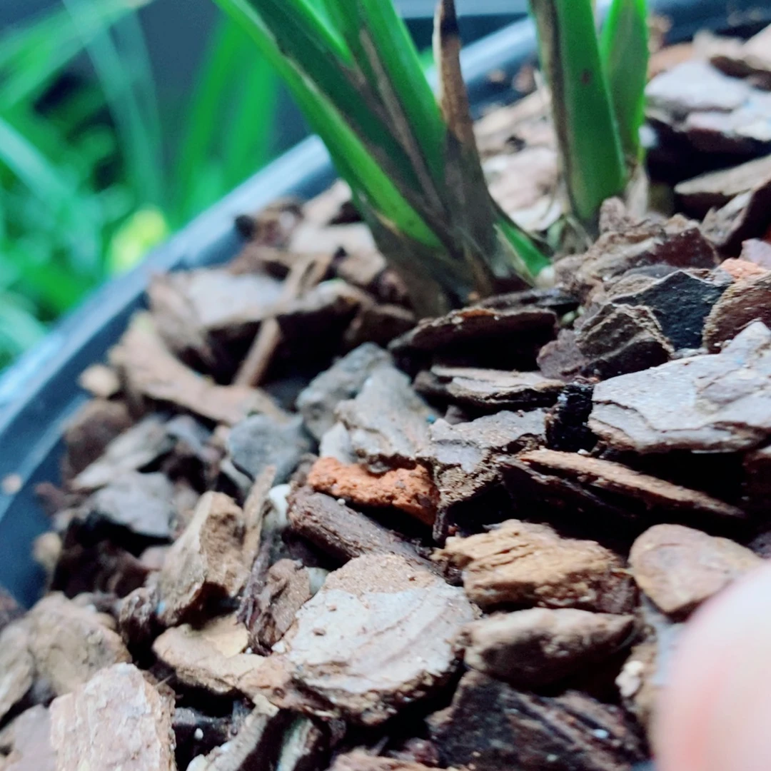 大部分花苞少量开放