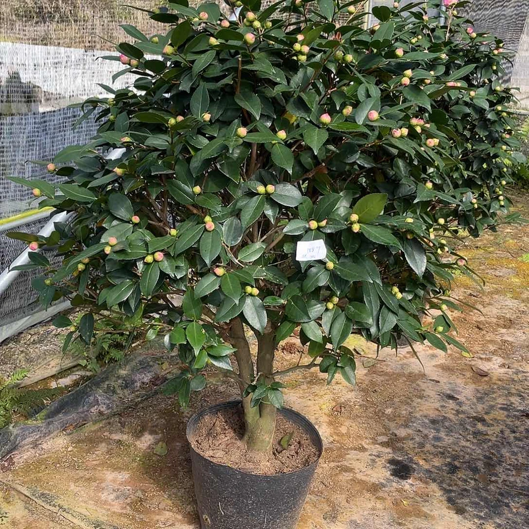 城***织完全开放香妃11111111