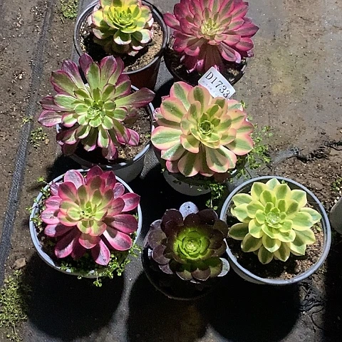 1733法师多肉7颗一组