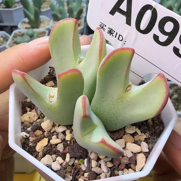 099。满38包邮肉锥