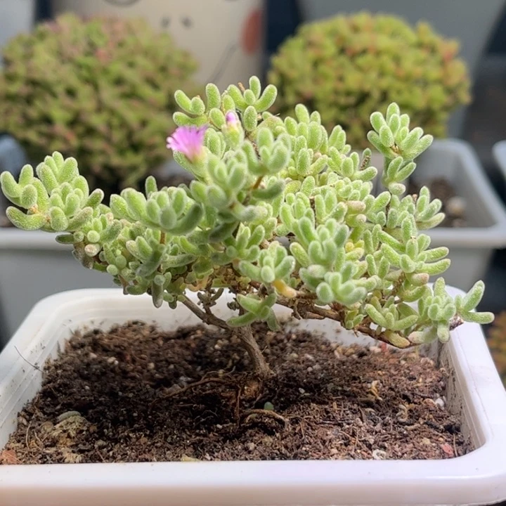 18紫冰晶优选枝干番杏