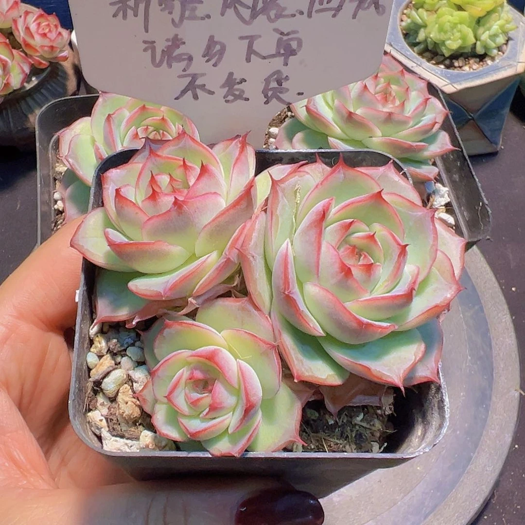 洛樱玫瑰，边线女王珍妮，