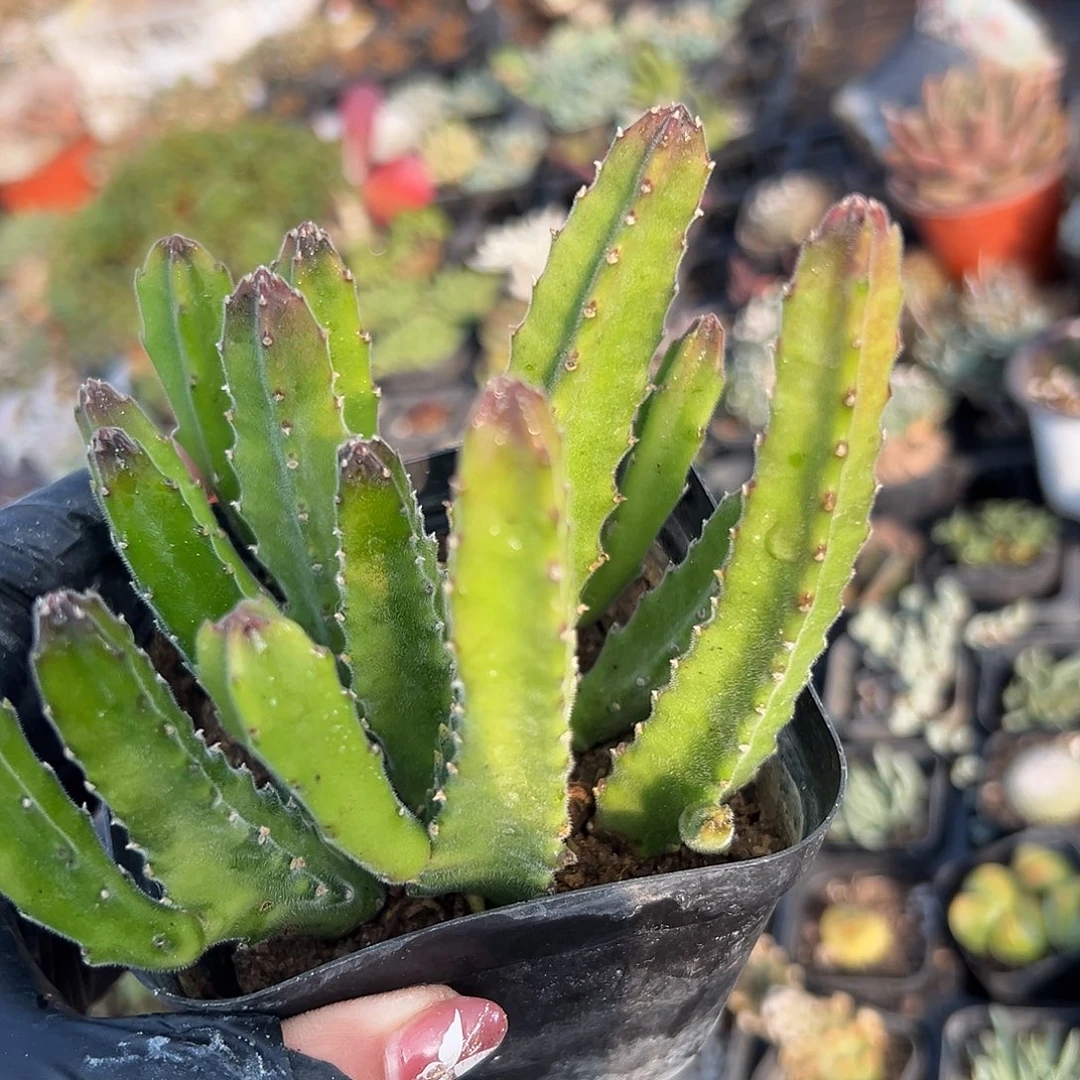 多肉植物多肉植物