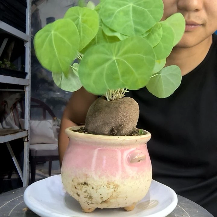 西****芙中青园艺一物一拍3