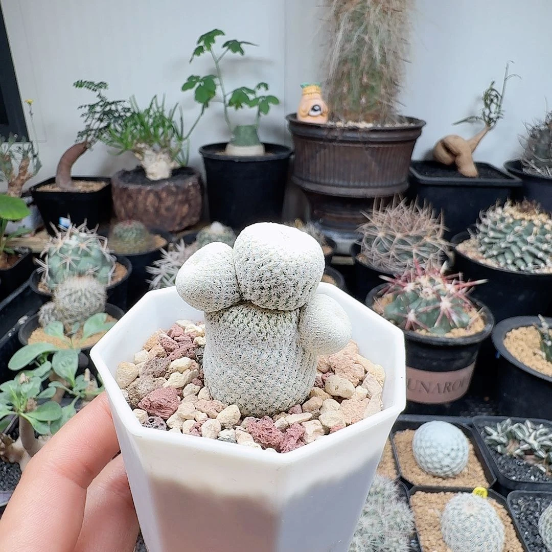 仙人球群生带盆发货