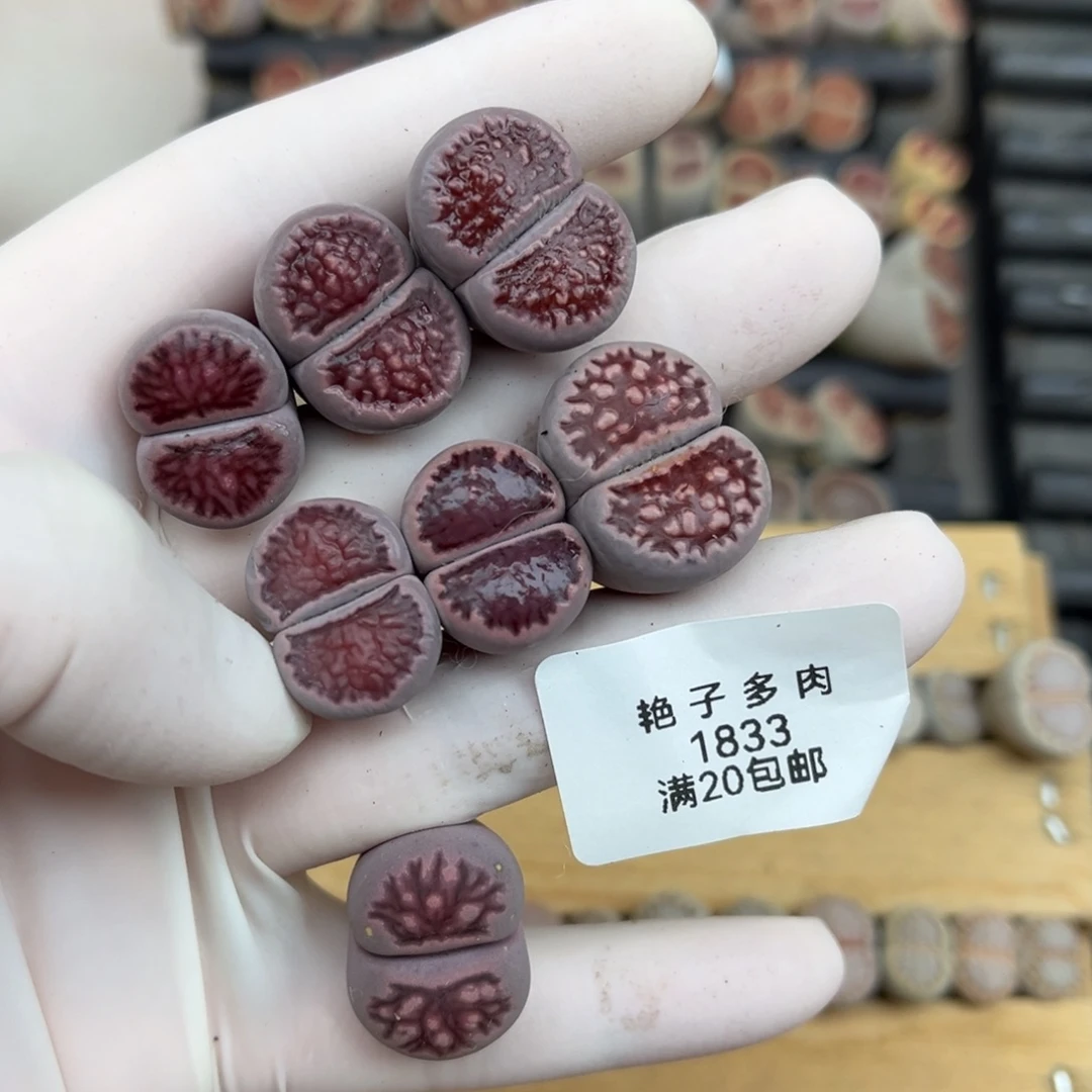 1833号一首紫菊发货