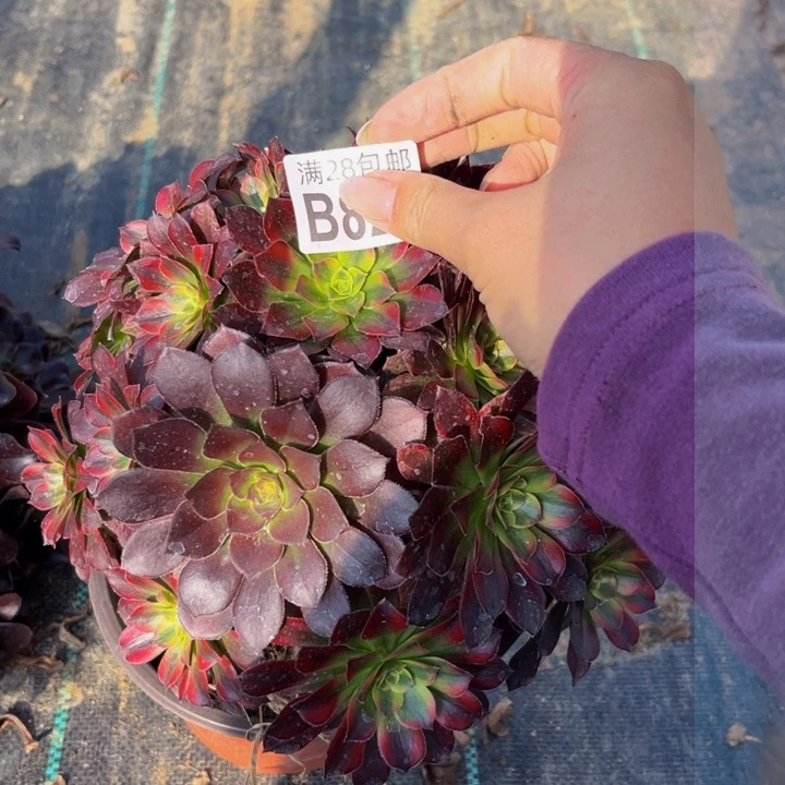 821多肉植物一物一拍