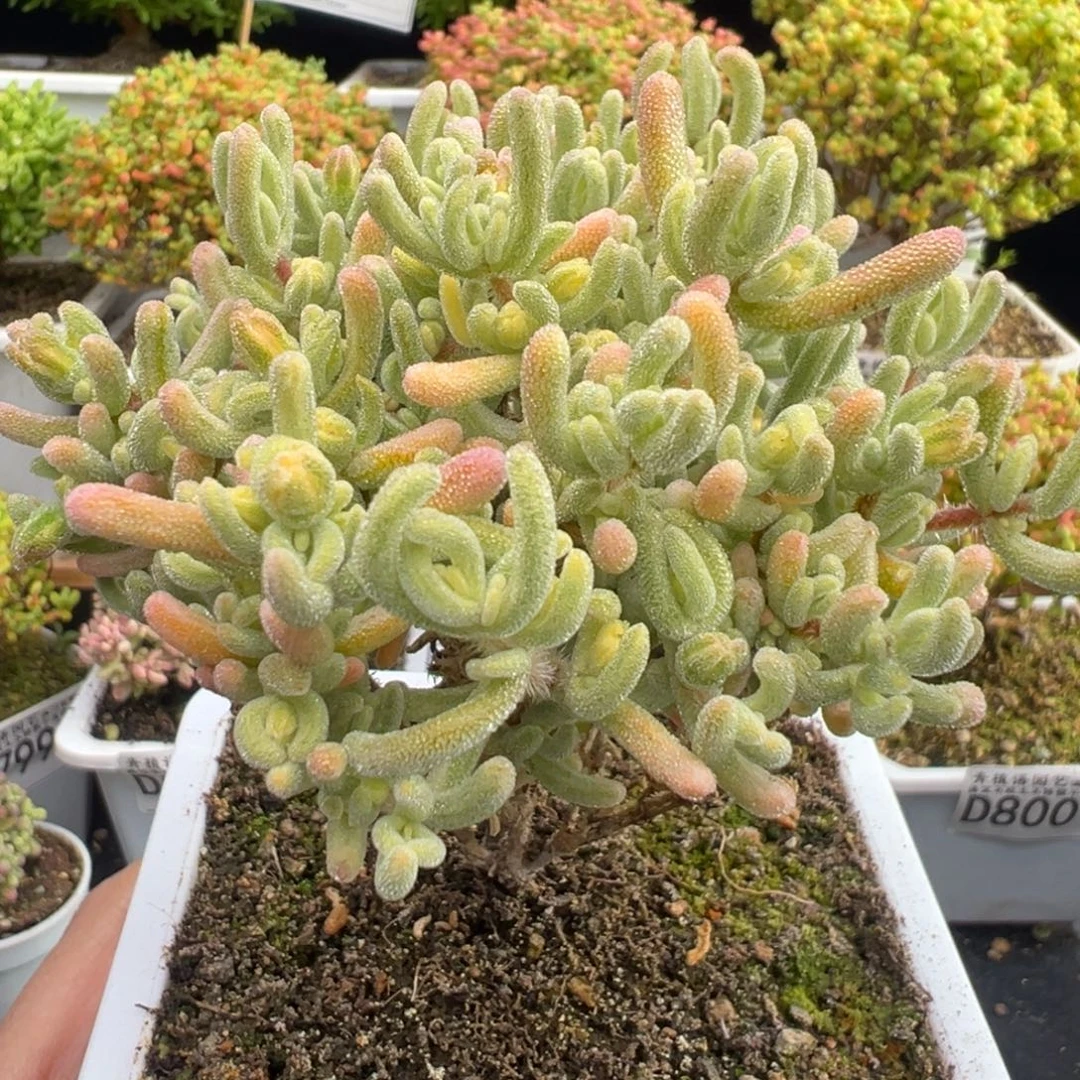 D8018橙叶白锦枝干