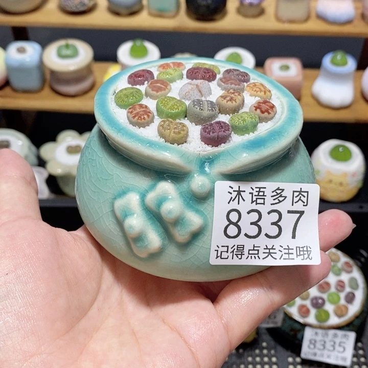 带盆土植物 精美盆栽 8337