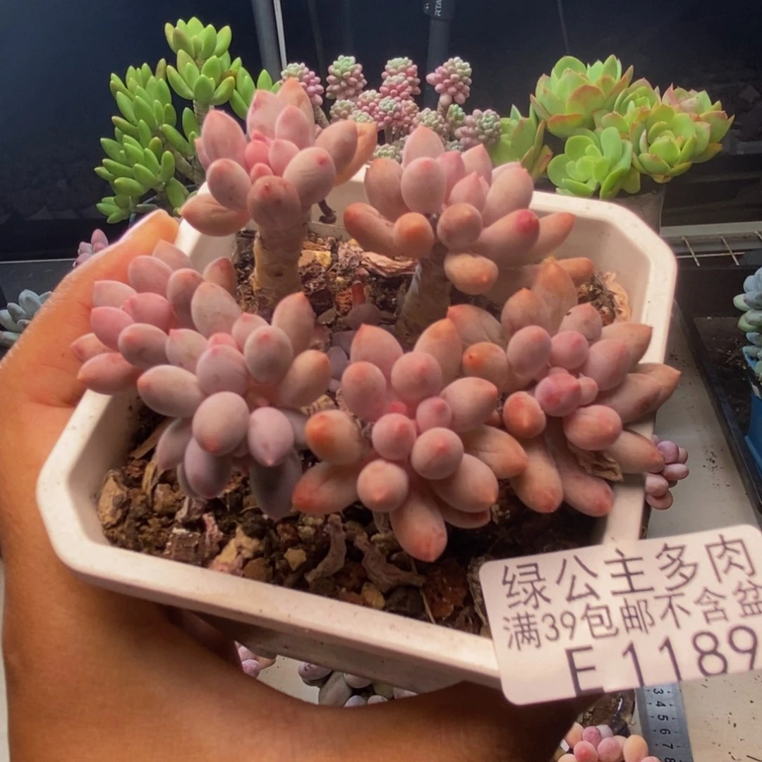 189婴儿手指多肉7c m