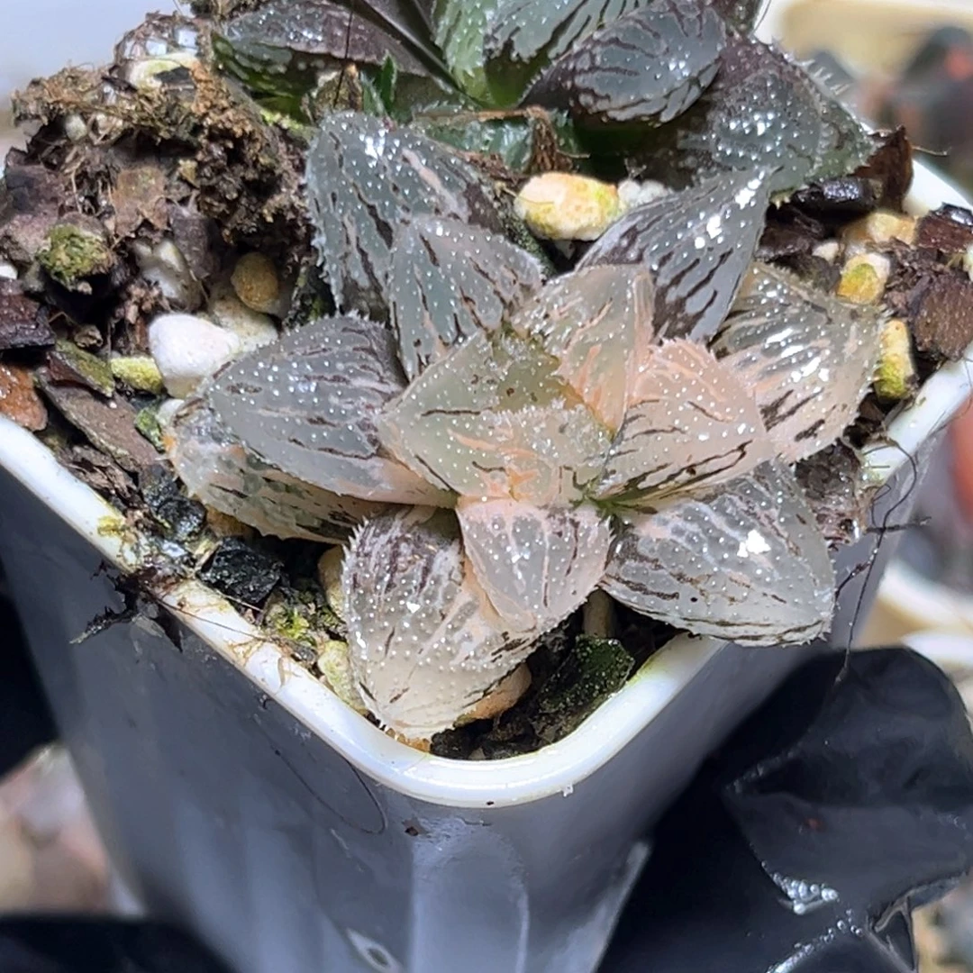 恭喜发财大吉大利4015