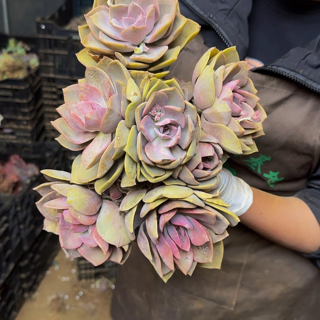 ?****?初恋杂 一颗 不包损5005