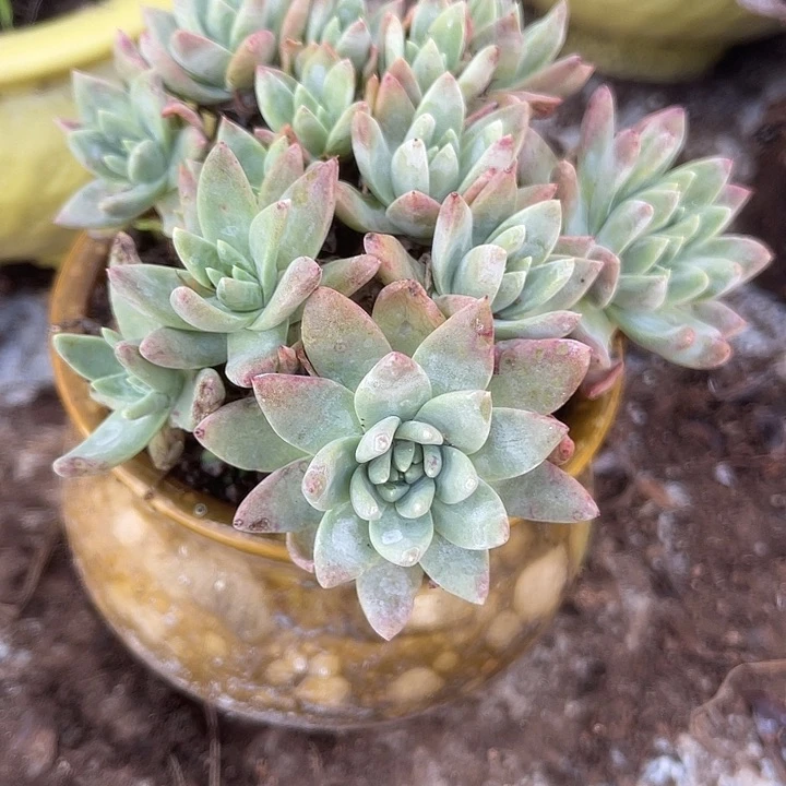 仙女杯系列多肉植物