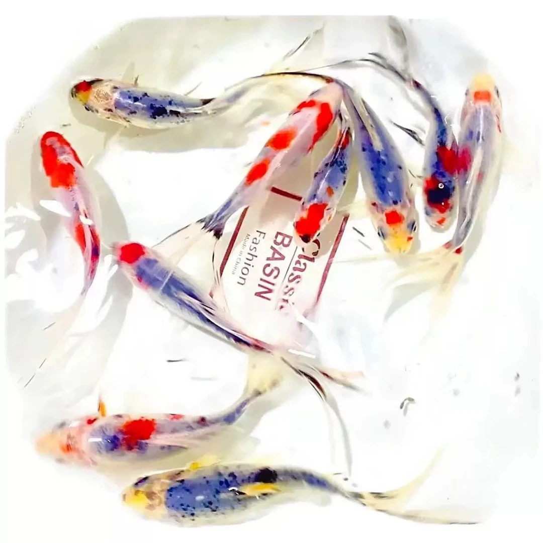 水墨玉兰花冷水观赏金鱼5-7厘米 17条温顺好养包邮随机颜色不指定