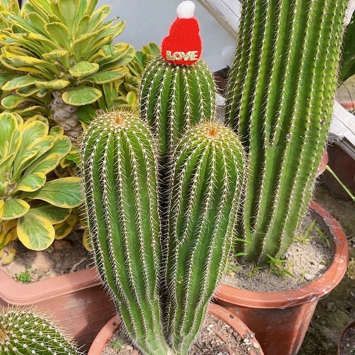 完全开放大凤龙裸根发货