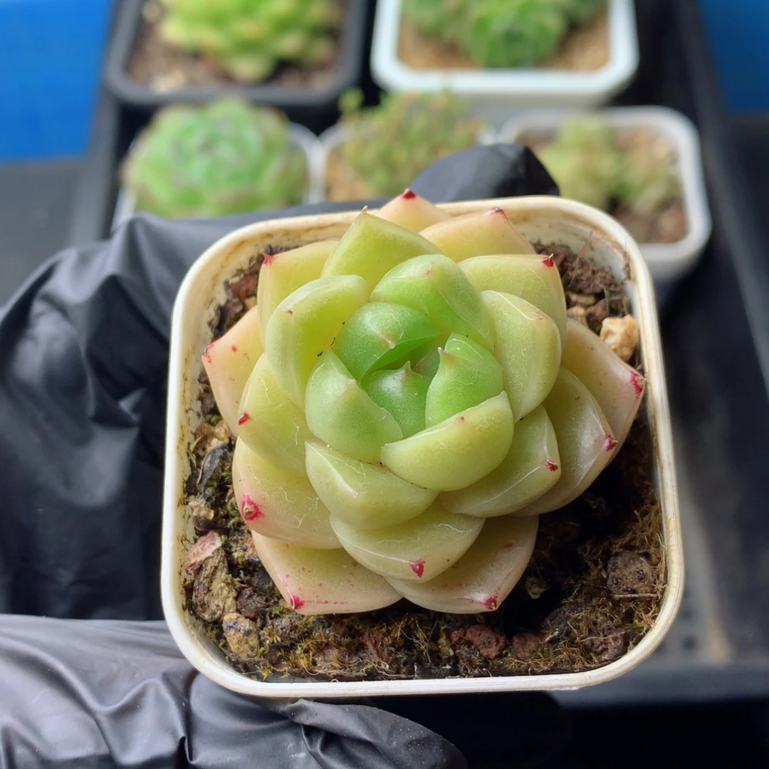 58包邮  群生不包整 88