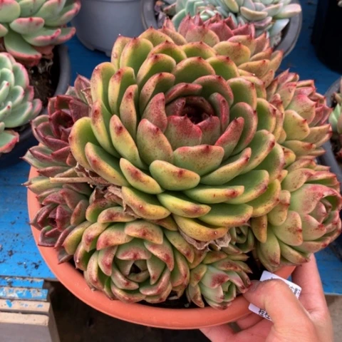 明*紫水晶24028多肉