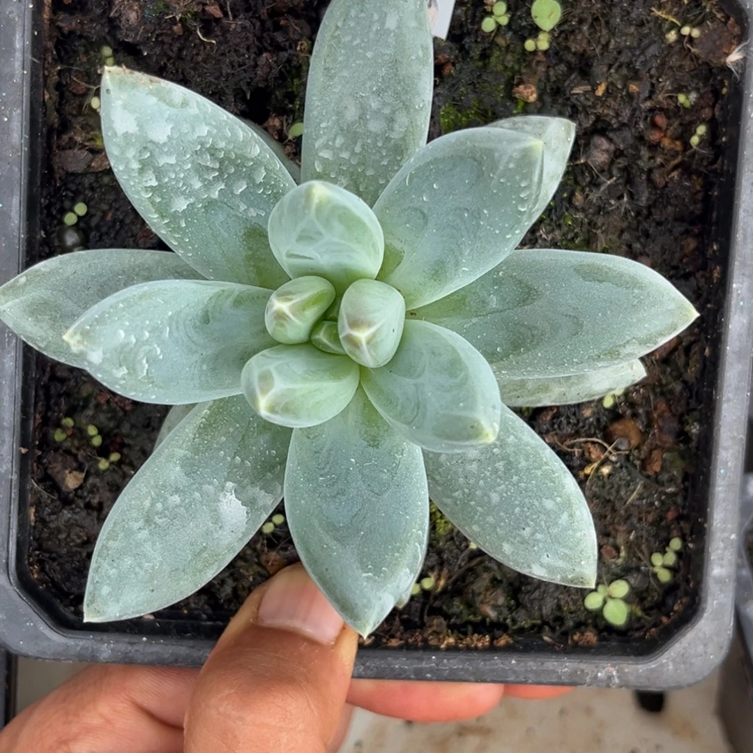 美人系优选多肉植物417