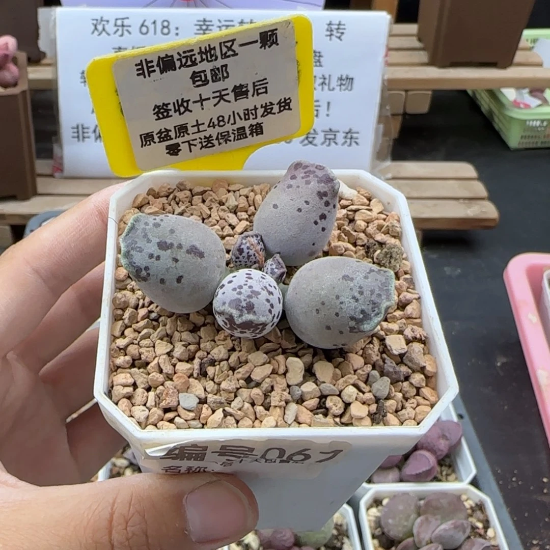 橘***水067丸叶海报补多肉