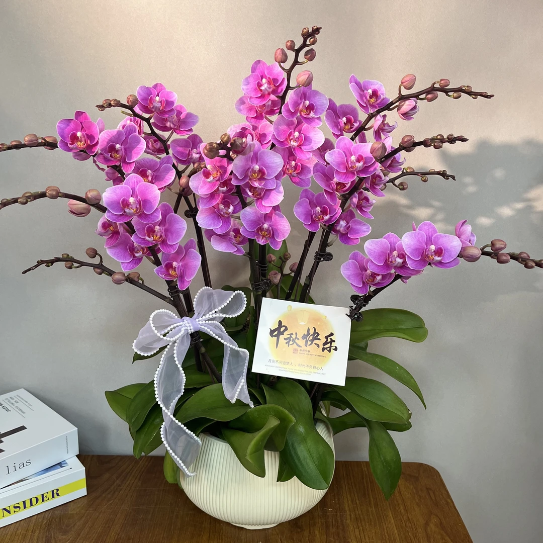 （紫霞仙子）欧品高货粉色桌面款好养花旗长蝴蝶兰鲜花室内高端花卉