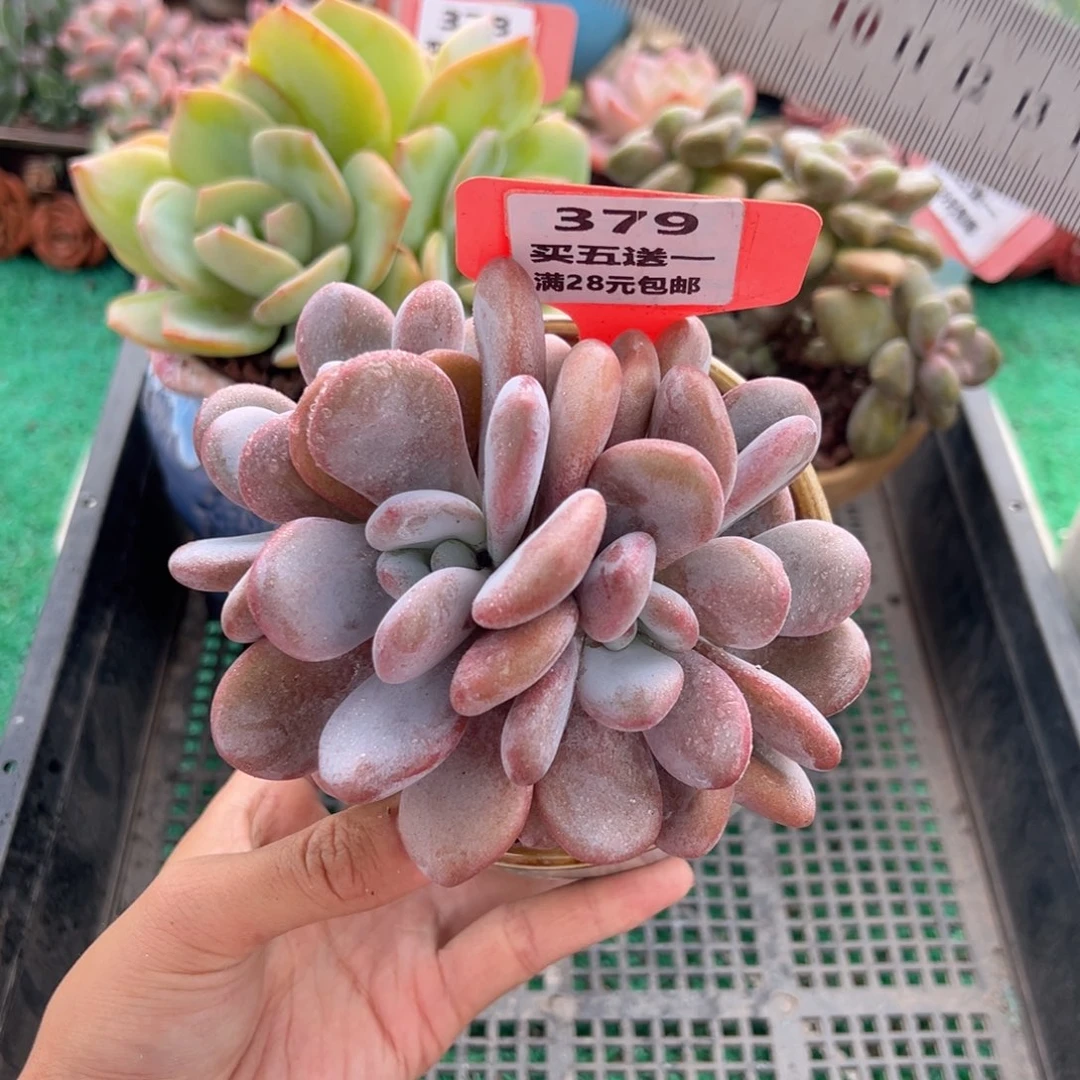 表妹精品多肉植物379.