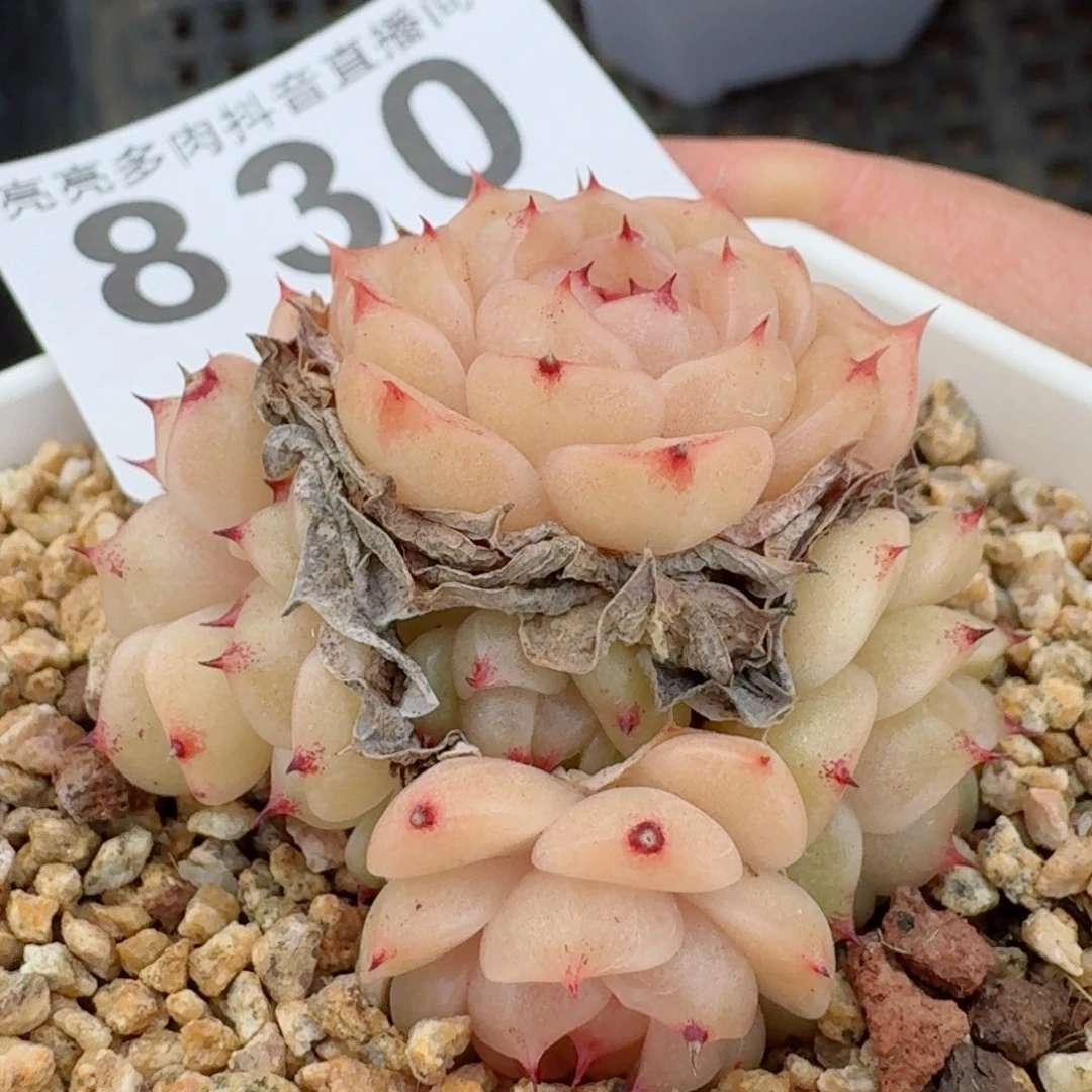 麦秆群生整装无砍