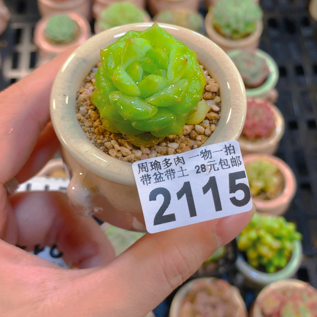 5厘米盆精控多肉2115