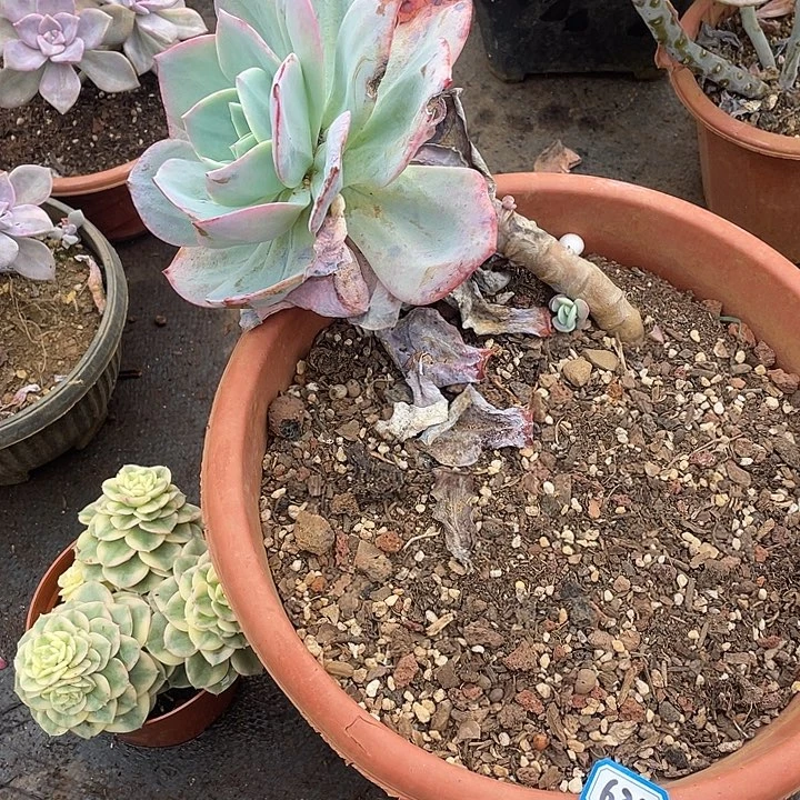 632凤 一物一拍多肉