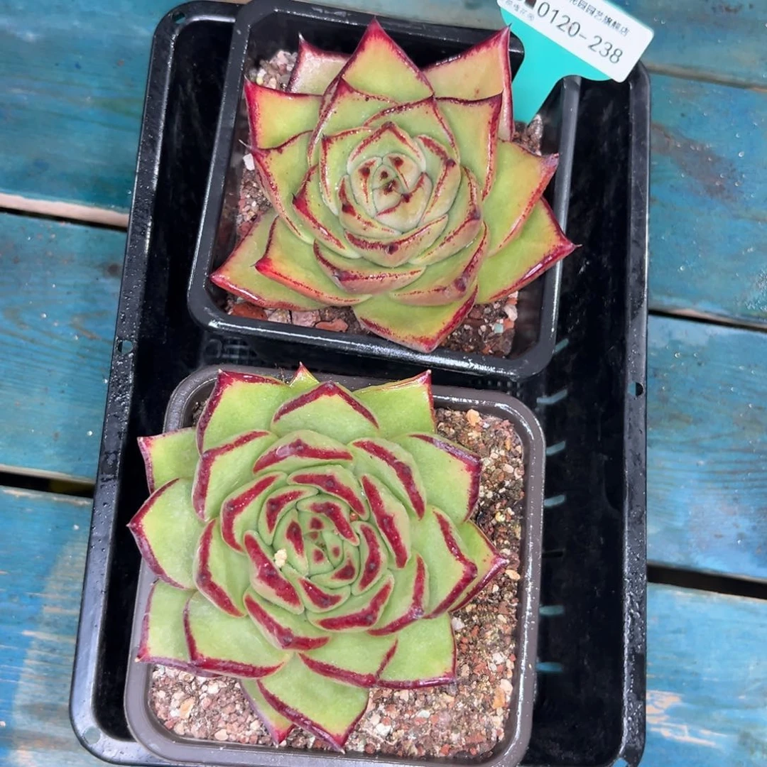 多肉一物一拍0120-238