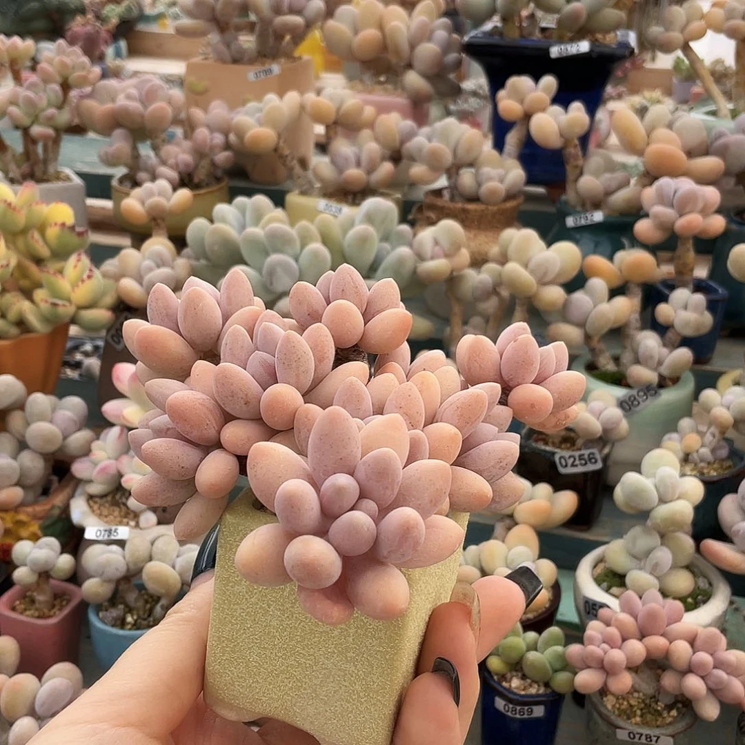 多肉植物的生长发育