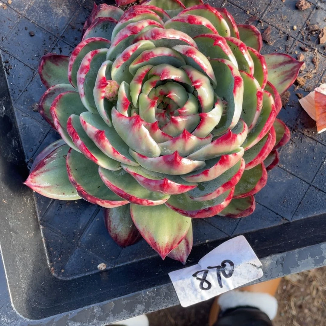 870惊鸿仙子冠服20左右