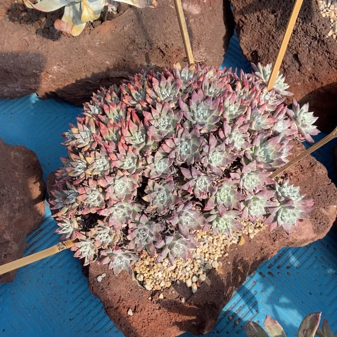 白雪多肉植物啦啦啦