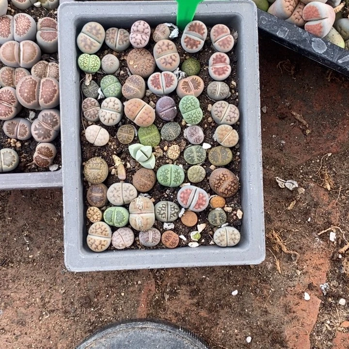 L****生石花的季节到啦803