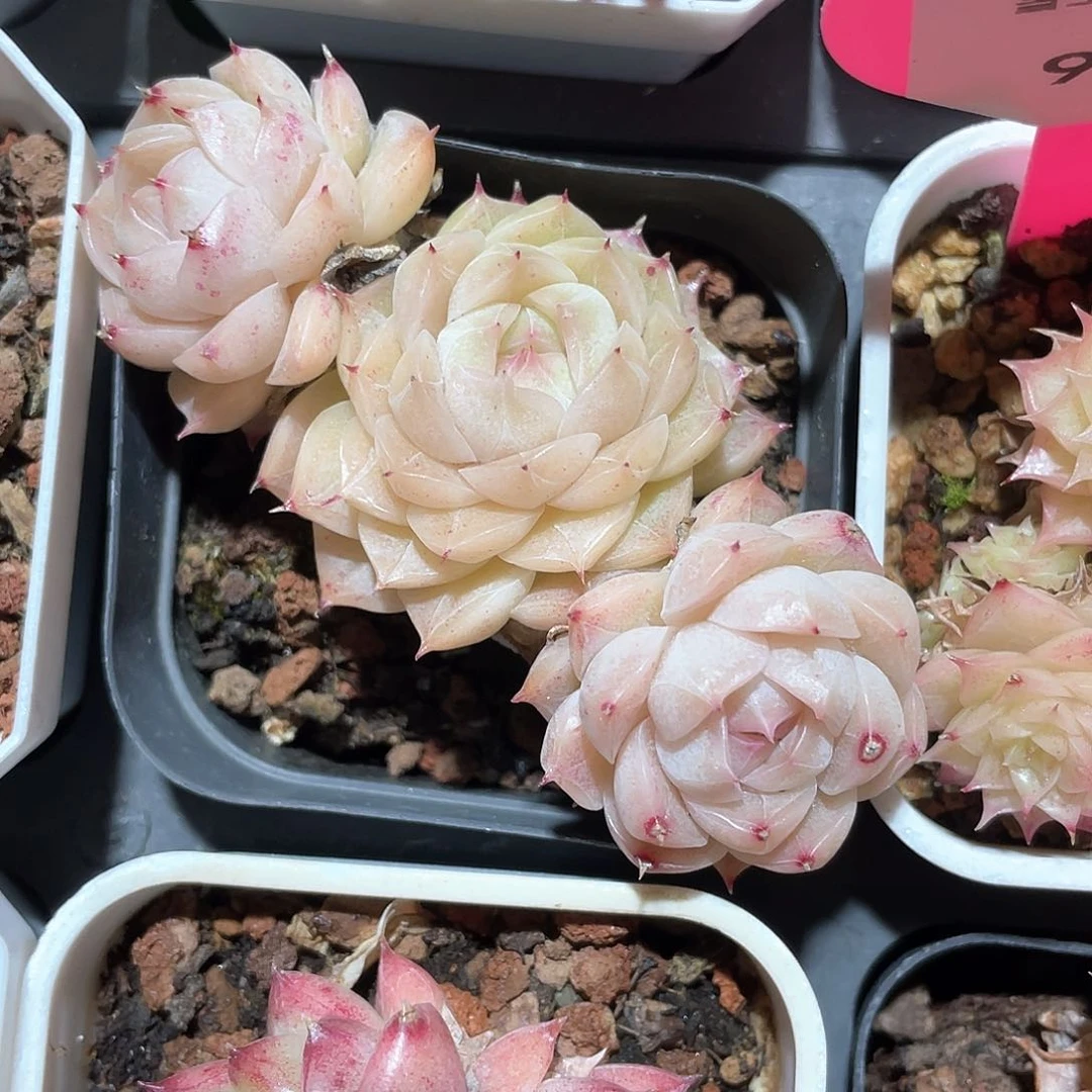 甜***。优选5号女王9431