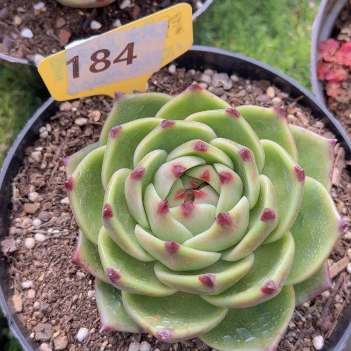 健健康康平平安安