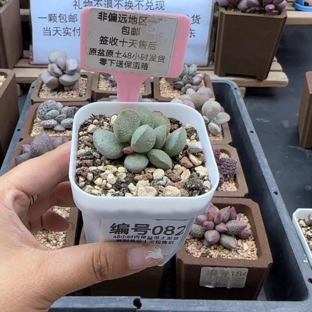 *‍****082流萤多肉植物