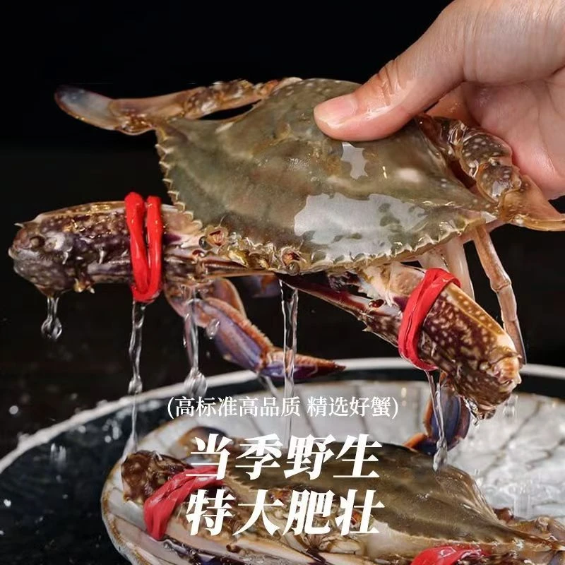 【保鲜不保活】丹东东港海捕上黄母蟹3两左右一只净重2斤顺丰发货