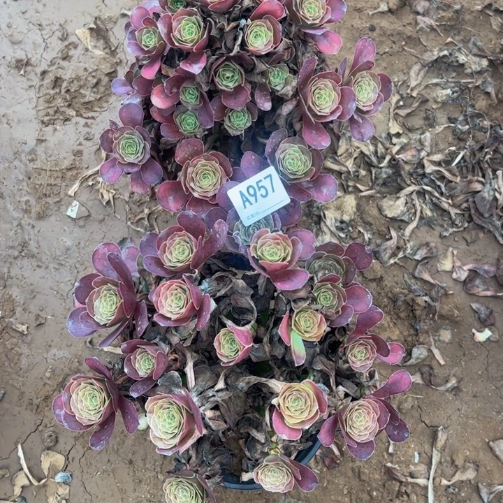 垚***垚魅金2颗多肉植物957.