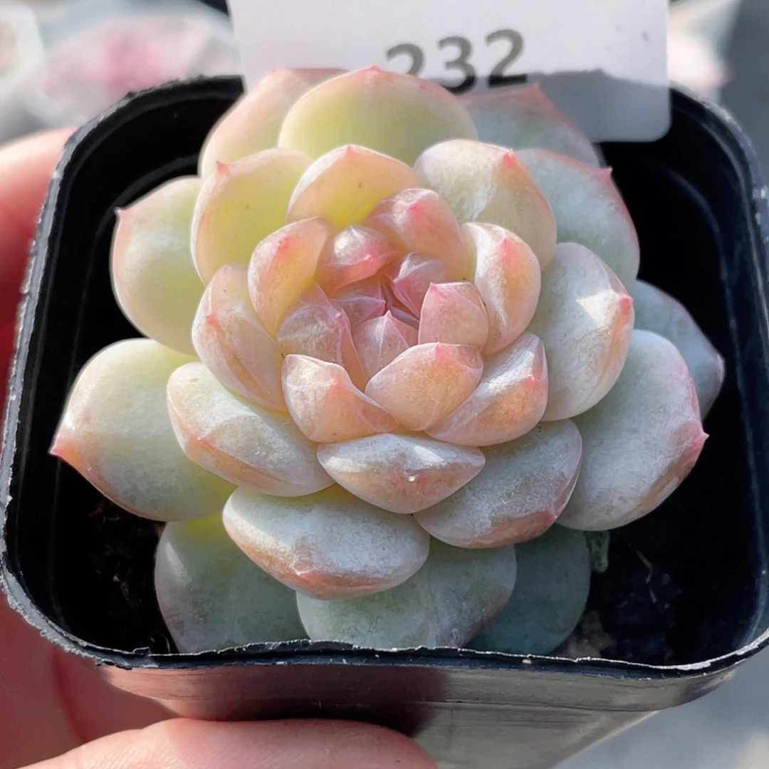 232号糖心冰心珍妮 灵犀