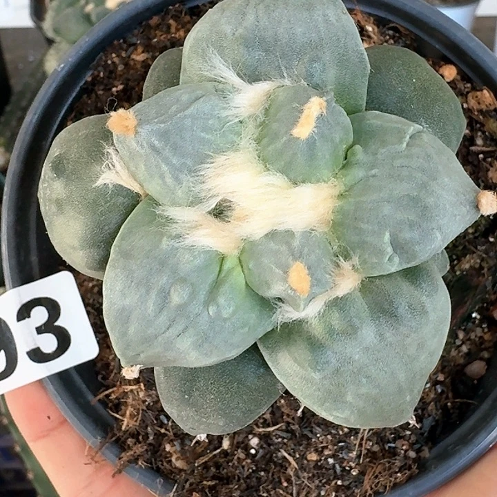 【闪购商品】无花朵白肌丸尤怒093
