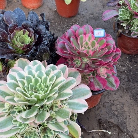 281多肉植物组合