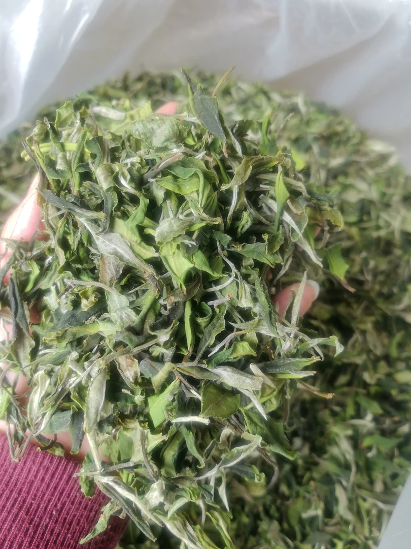 茶話-2025明前云南高山大叶种乔木白